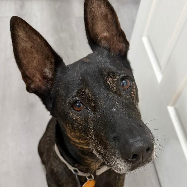 Rosemary is a Pint Sized Pal — thumbnail 5