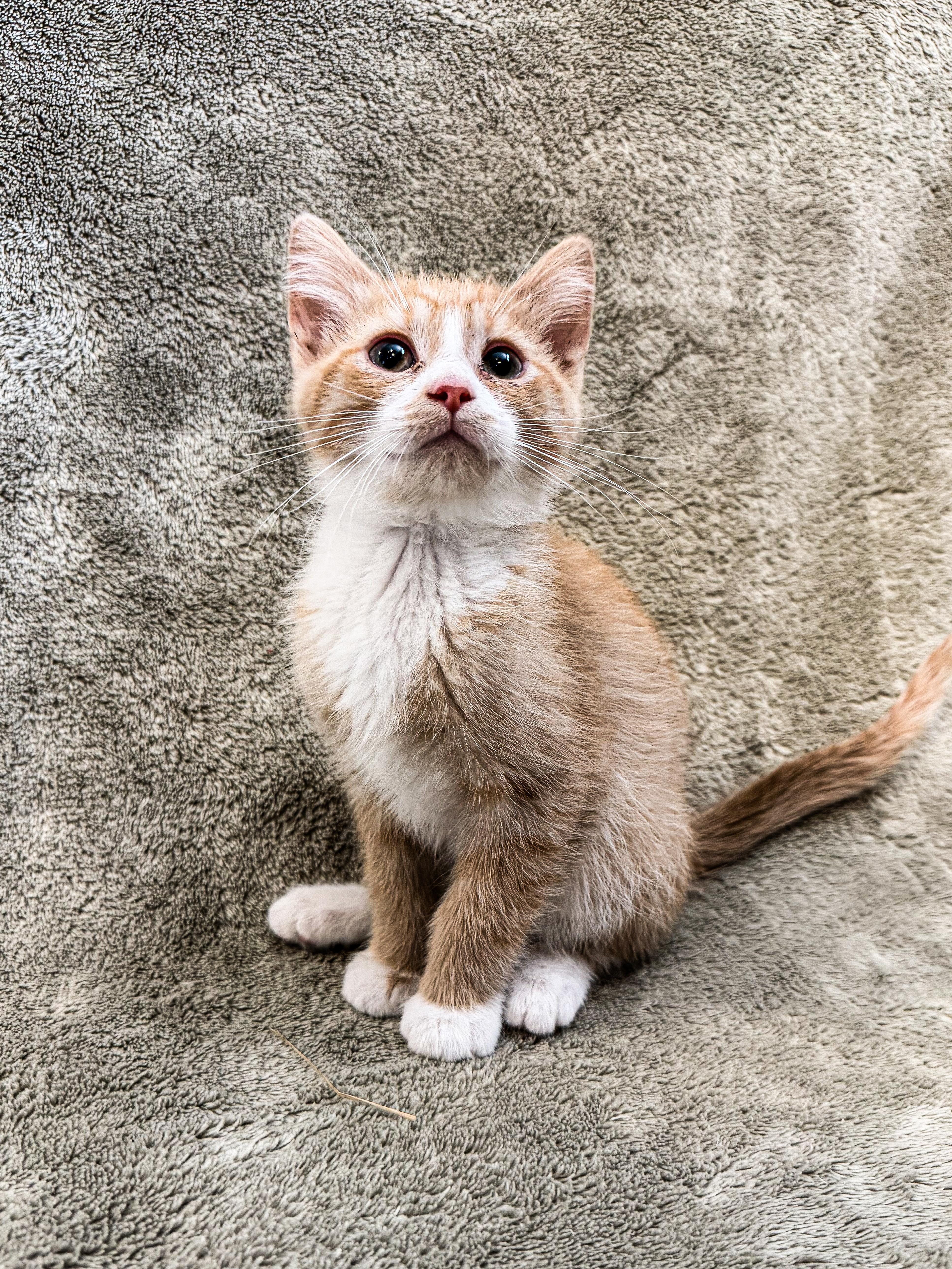 Redwood, ADOPTABLE, Young Female Domestic Short Hair.
