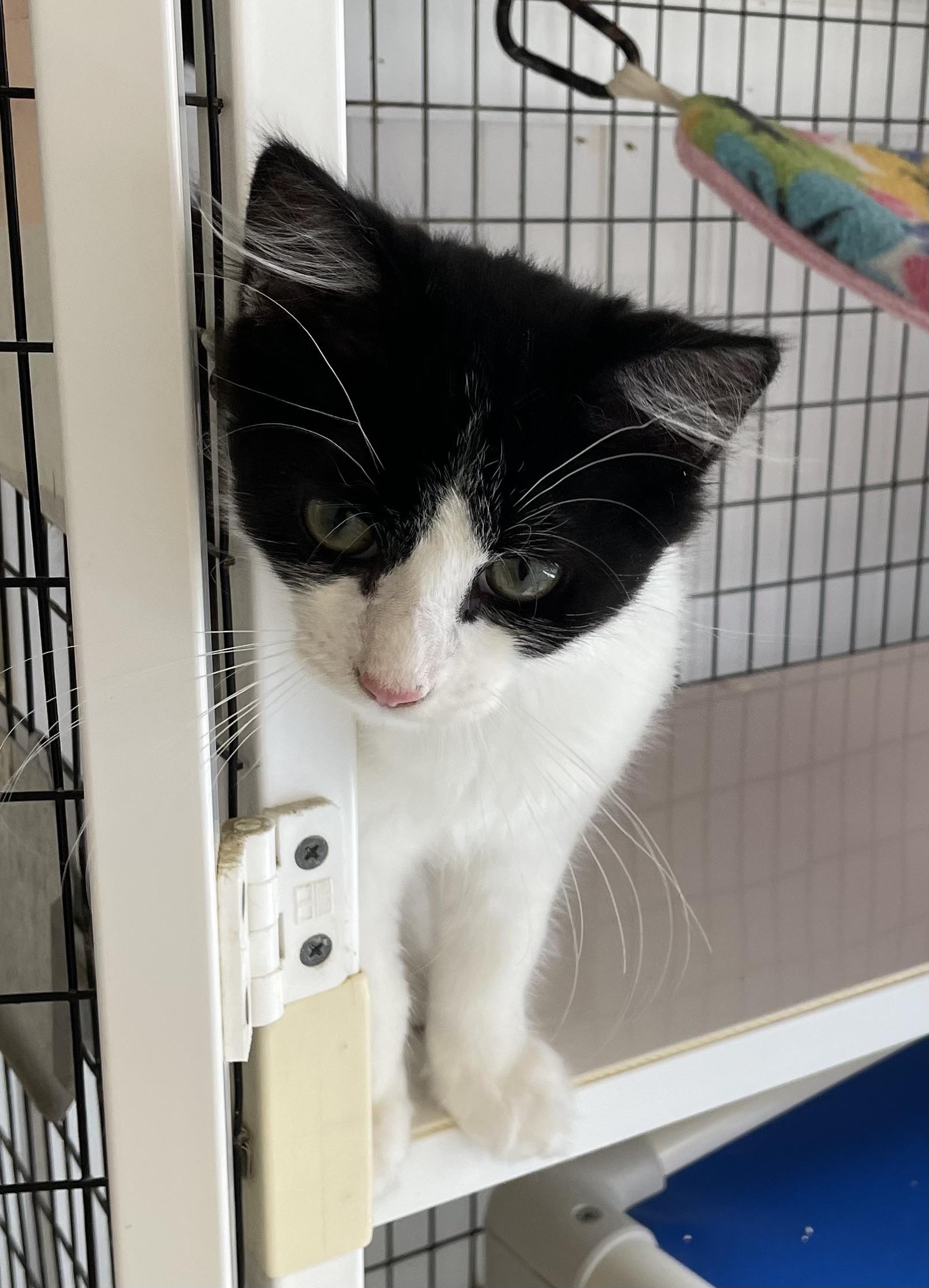 Enlarge Hank, a Adoptable Domestic Medium Hair in Colonia, NJ image 6/6