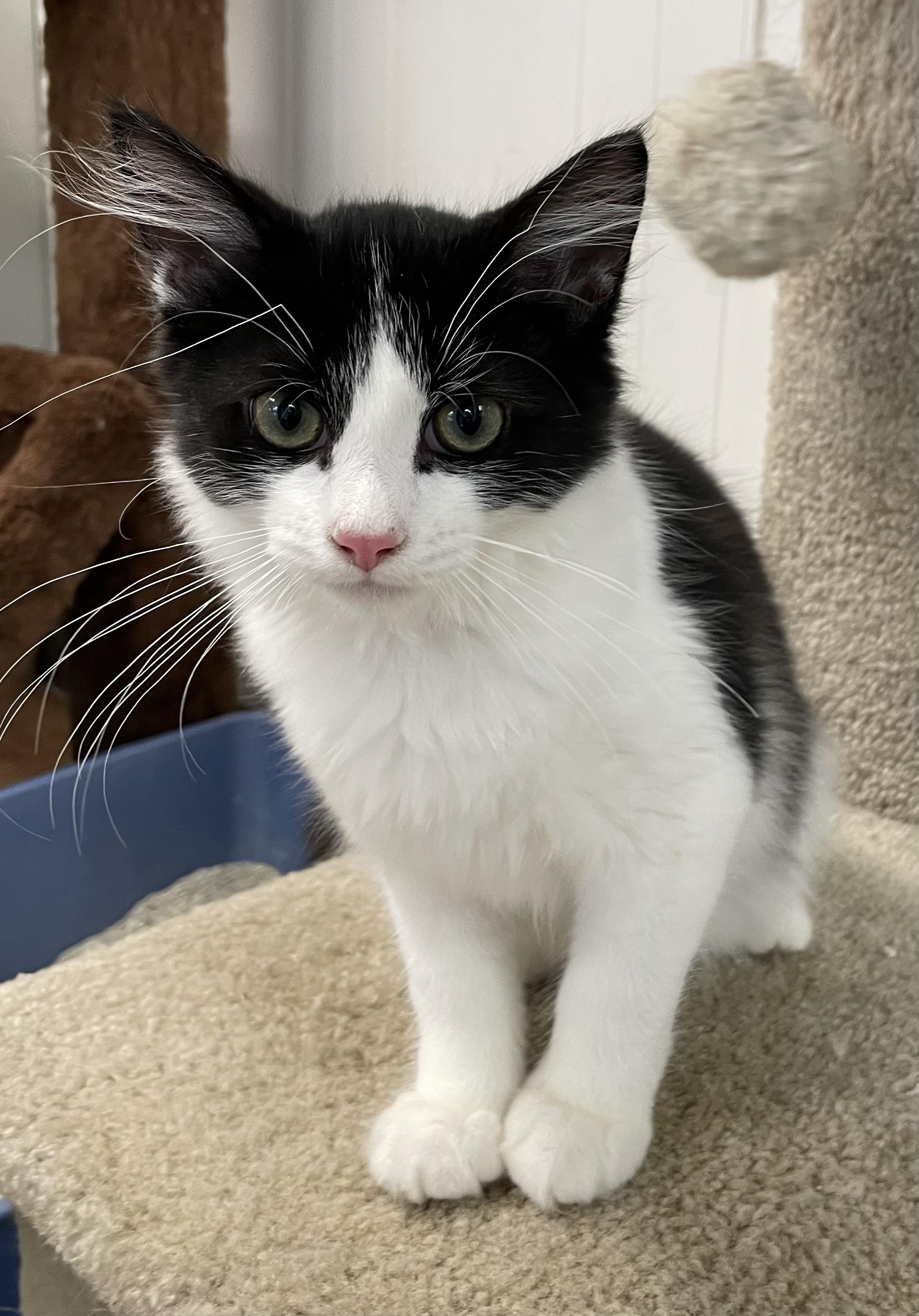 Enlarge Hank, a Adoptable Domestic Medium Hair in Colonia, NJ image 1/6