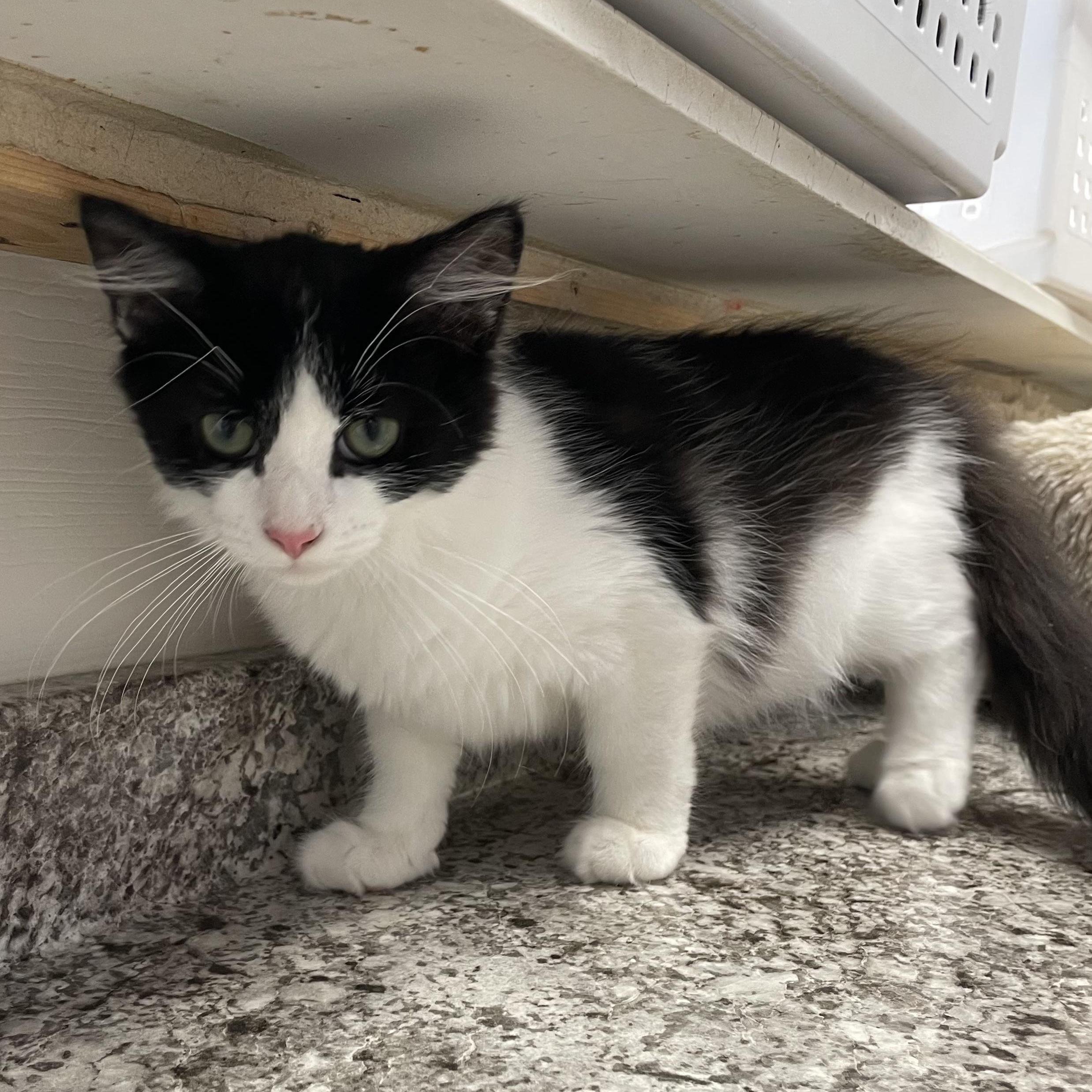 Enlarge Hank, a Adoptable Domestic Medium Hair in Colonia, NJ image 5/6