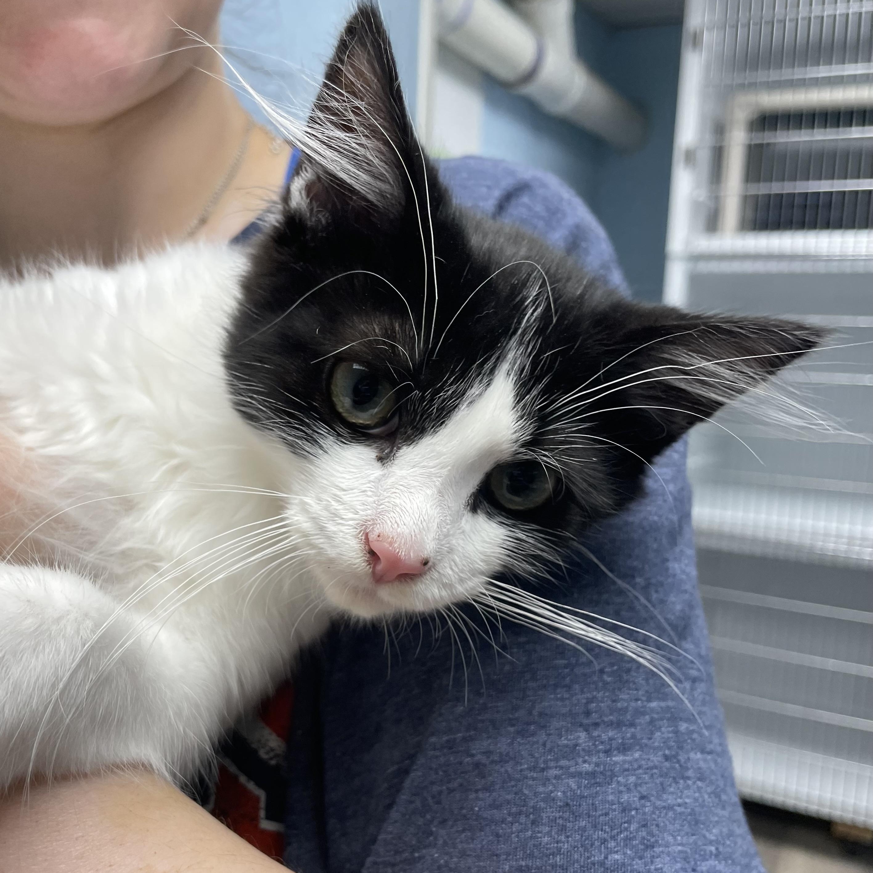 Enlarge Hank, a Adoptable Domestic Medium Hair in Colonia, NJ image 4/6