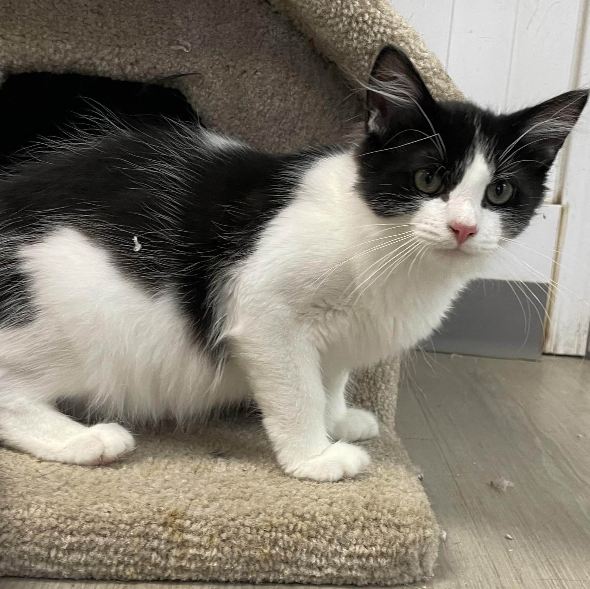 Enlarge Hank, a Adoptable Domestic Medium Hair in Colonia, NJ image 3/6