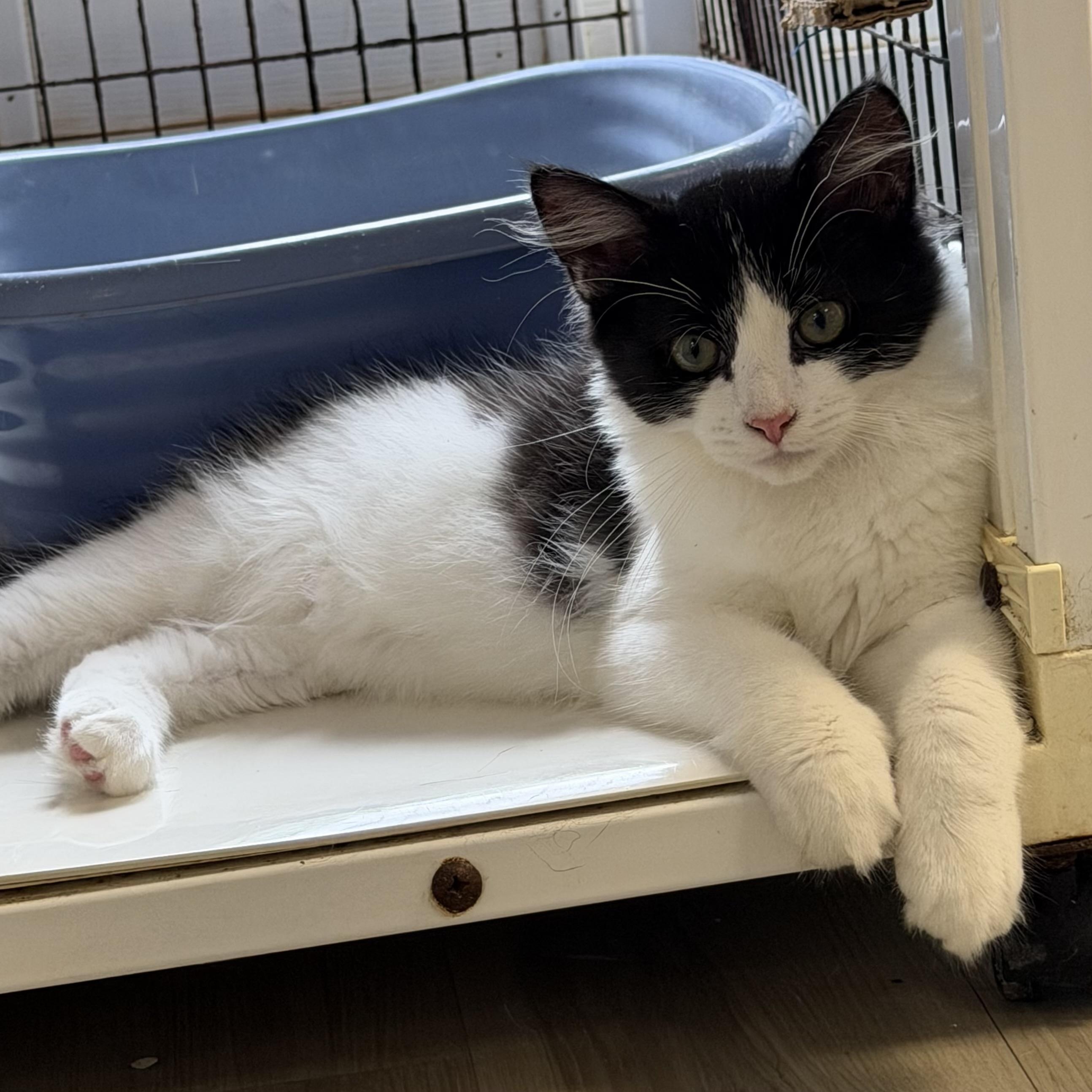 Enlarge Hank, a Adoptable Domestic Medium Hair in Colonia, NJ image 2/6