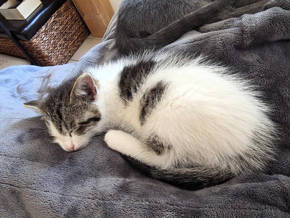 Enlarge Chip, a Adoptable Domestic Short Hair in Salt Lake City, UT image 3/6