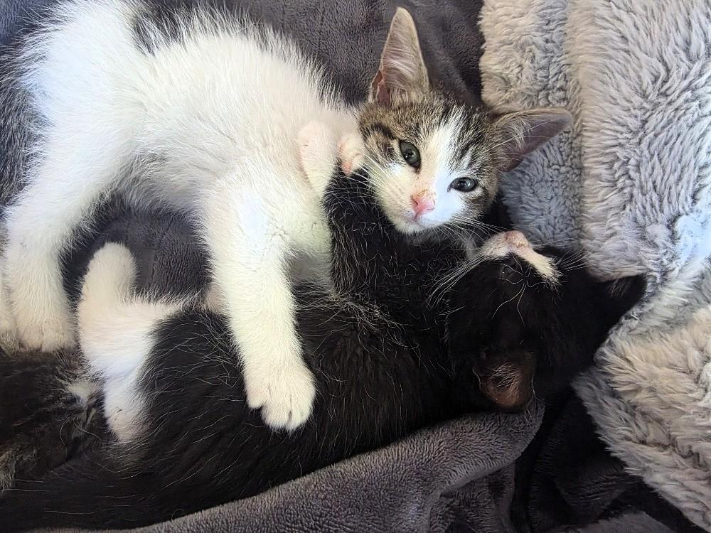 Enlarge Chip, a Adoptable Domestic Short Hair in Salt Lake City, UT image 5/6