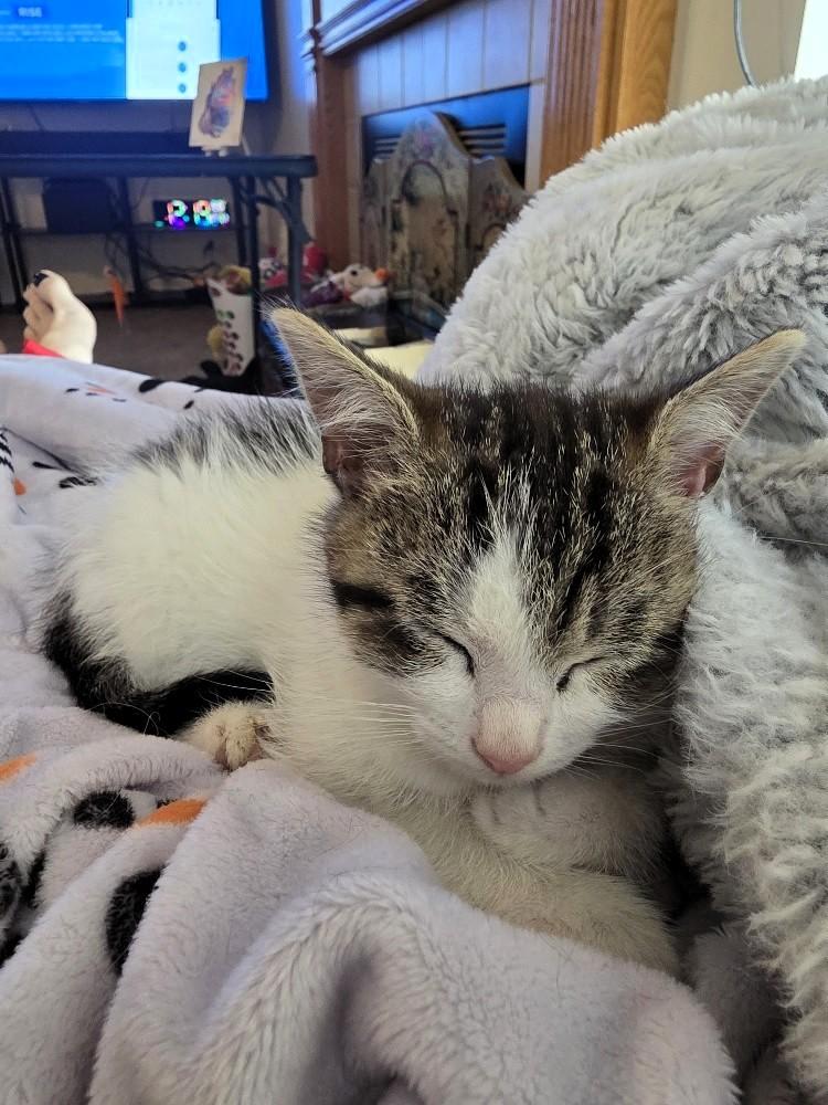 Enlarge Chip, a Adoptable Domestic Short Hair in Salt Lake City, UT image 2/6