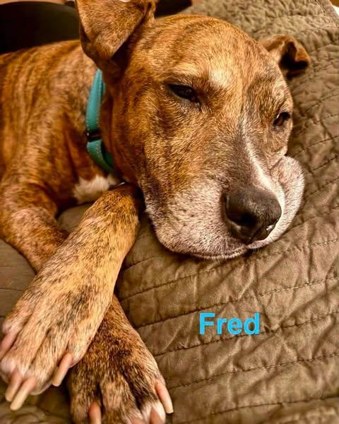 Enlarge FRED, a Adoptable mixed breed in Madisonville, LA image 4/5