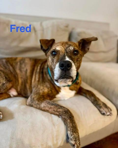 Enlarge FRED, a Adoptable mixed breed in Madisonville, LA image 3/5