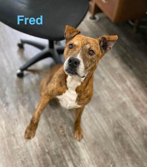 Enlarge FRED, a Adoptable mixed breed in Madisonville, LA image 2/5