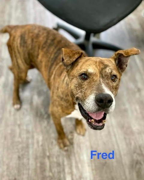 Enlarge FRED, a Adoptable mixed breed in Madisonville, LA image 1/5