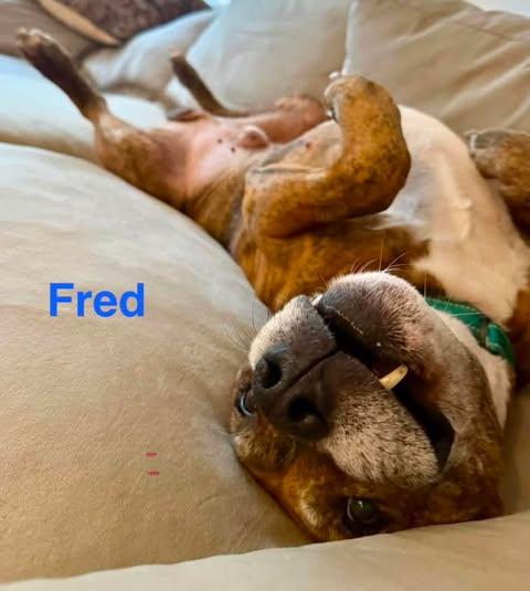 Enlarge FRED, a Adoptable mixed breed in Madisonville, LA image 5/5