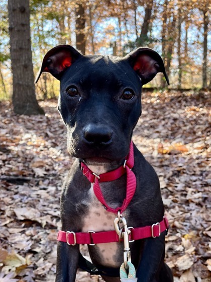 Ellie Grace, a Adoptable mixed breed in Annapolis, MD image 6/8