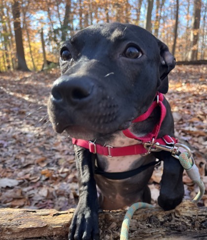 Enlarge Ellie Grace, a Adoptable mixed breed in Annapolis, MD image 7/8