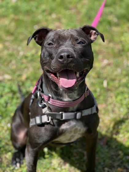 Ellie Grace, a Adoptable mixed breed in Annapolis, MD image 5/8