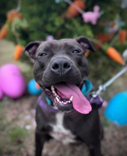 Enlarge Ellie Grace, a Adoptable mixed breed in Annapolis, MD image 1/6