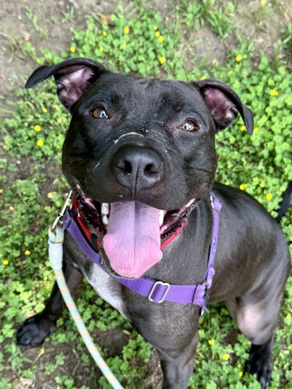 Ellie Grace, a Adoptable mixed breed in Annapolis, MD image 1/8