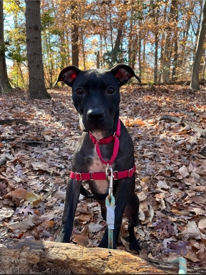 Enlarge Ellie Grace, a Adoptable mixed breed in Annapolis, MD image 8/8