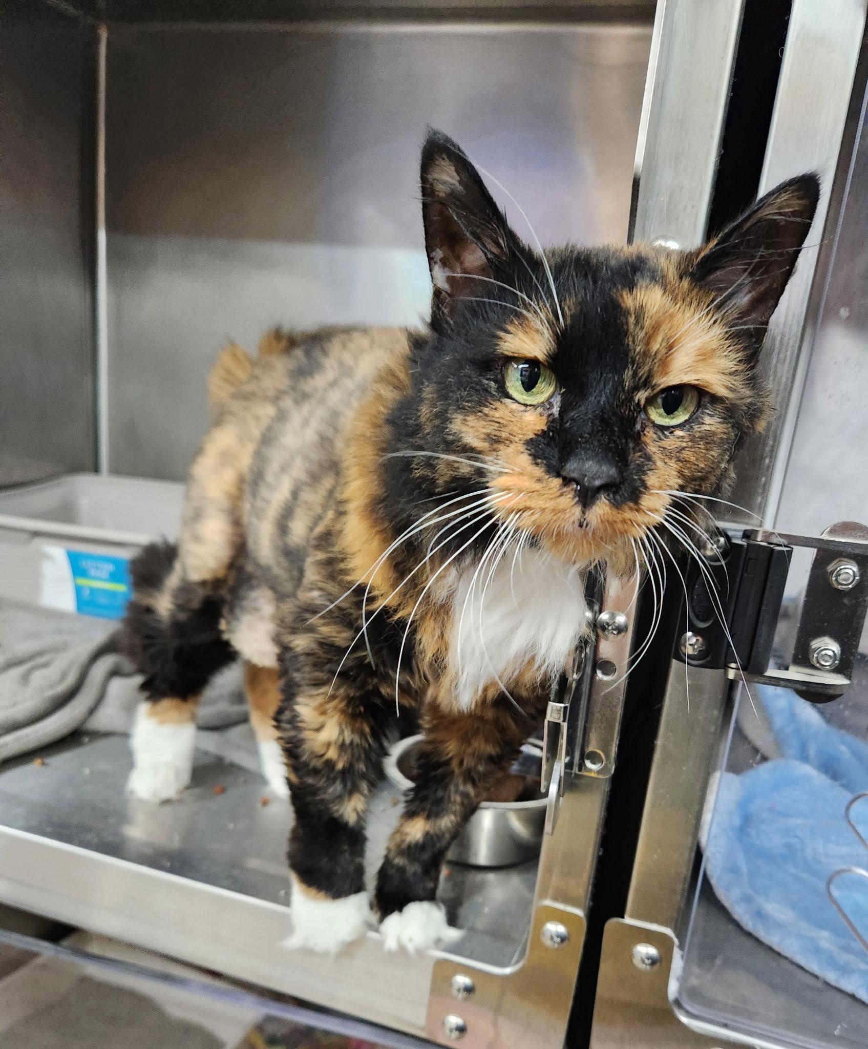 Cat for adoption Lola, a Domestic Long Hair in Zimmerman, MN Petfinder