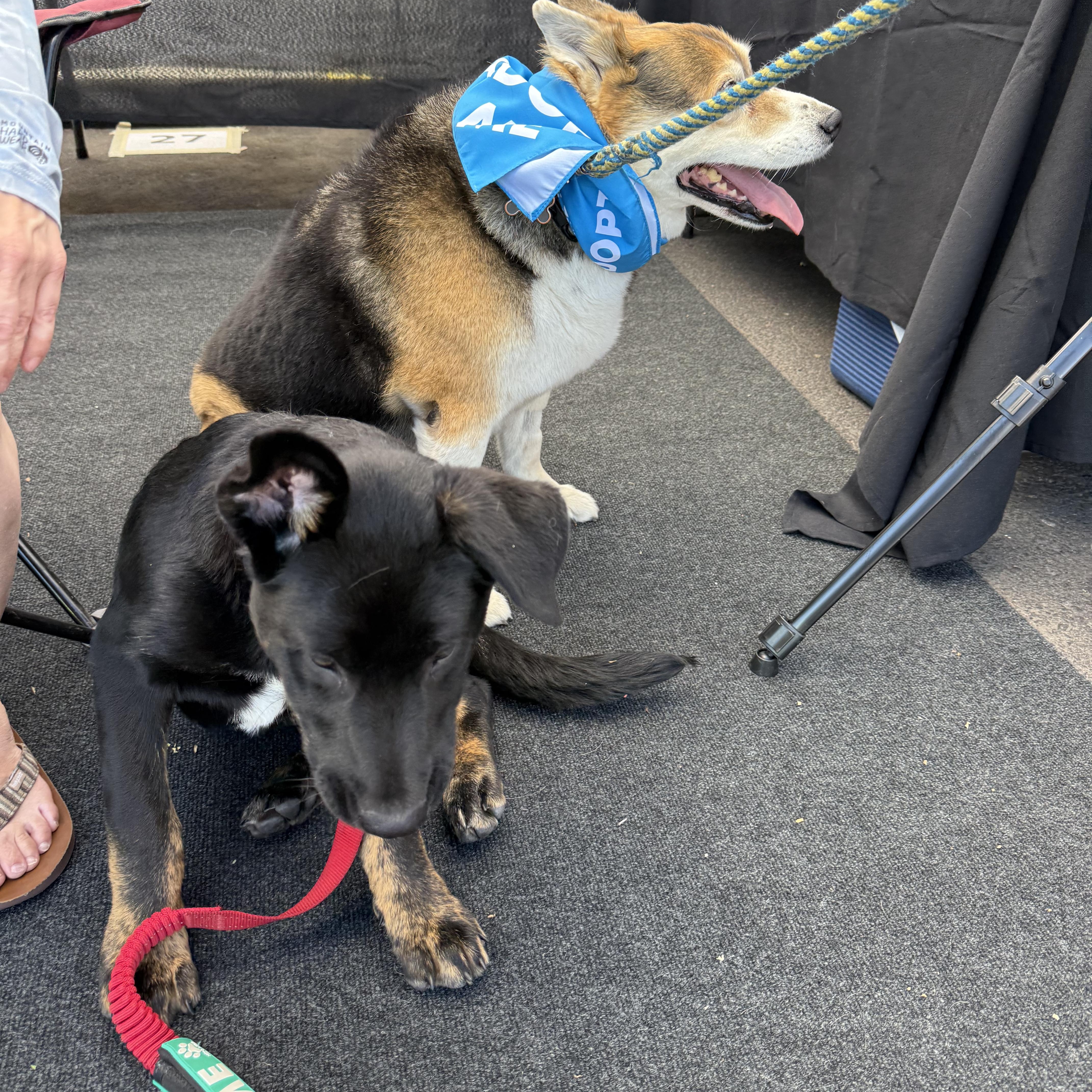 Eevee, a Adoptable mixed breed in Powell Butte, OR image 2/5