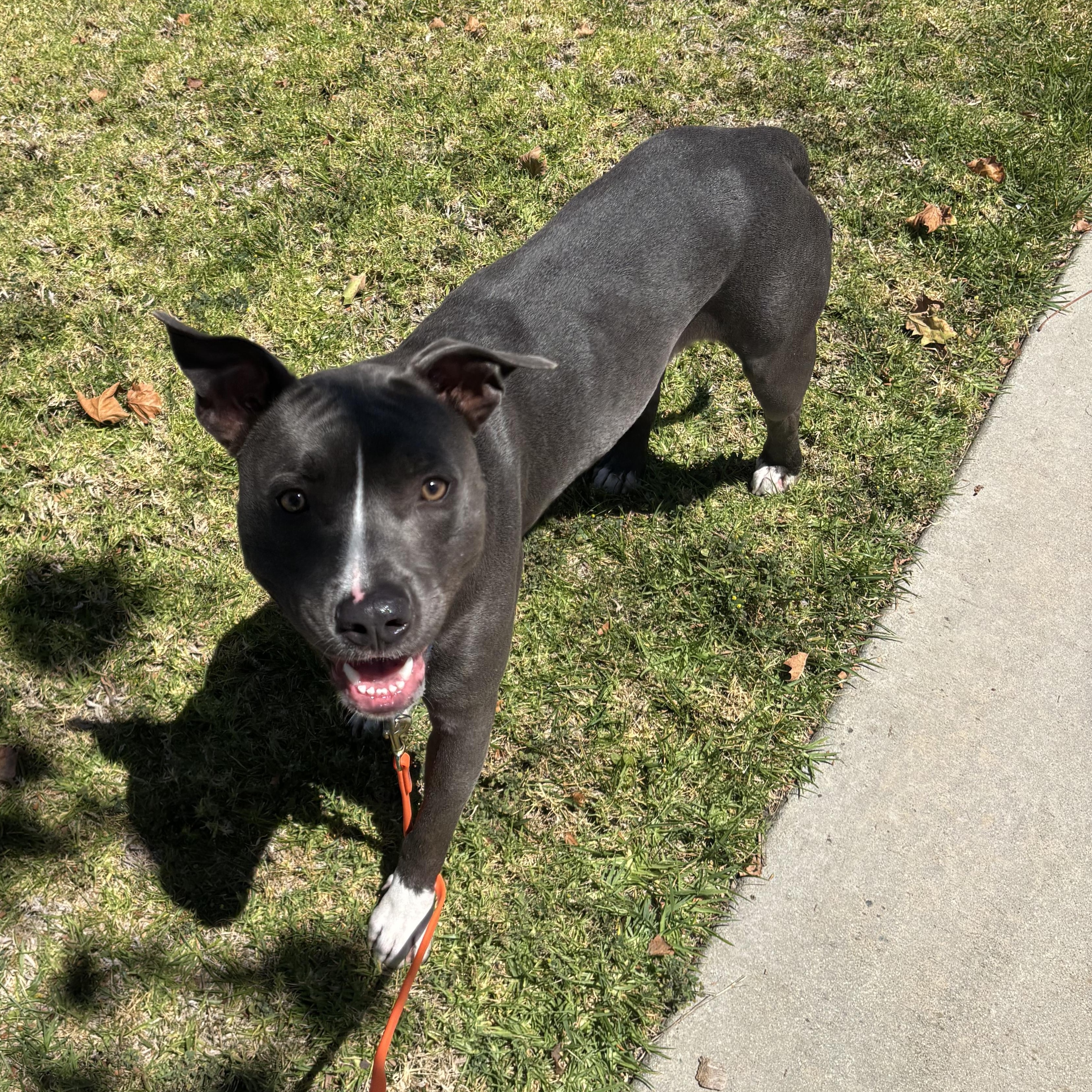 Enlarge Hercules, an adoptable Pit Bull Terrier in Rancho Santa Margarita, CA image 2/2