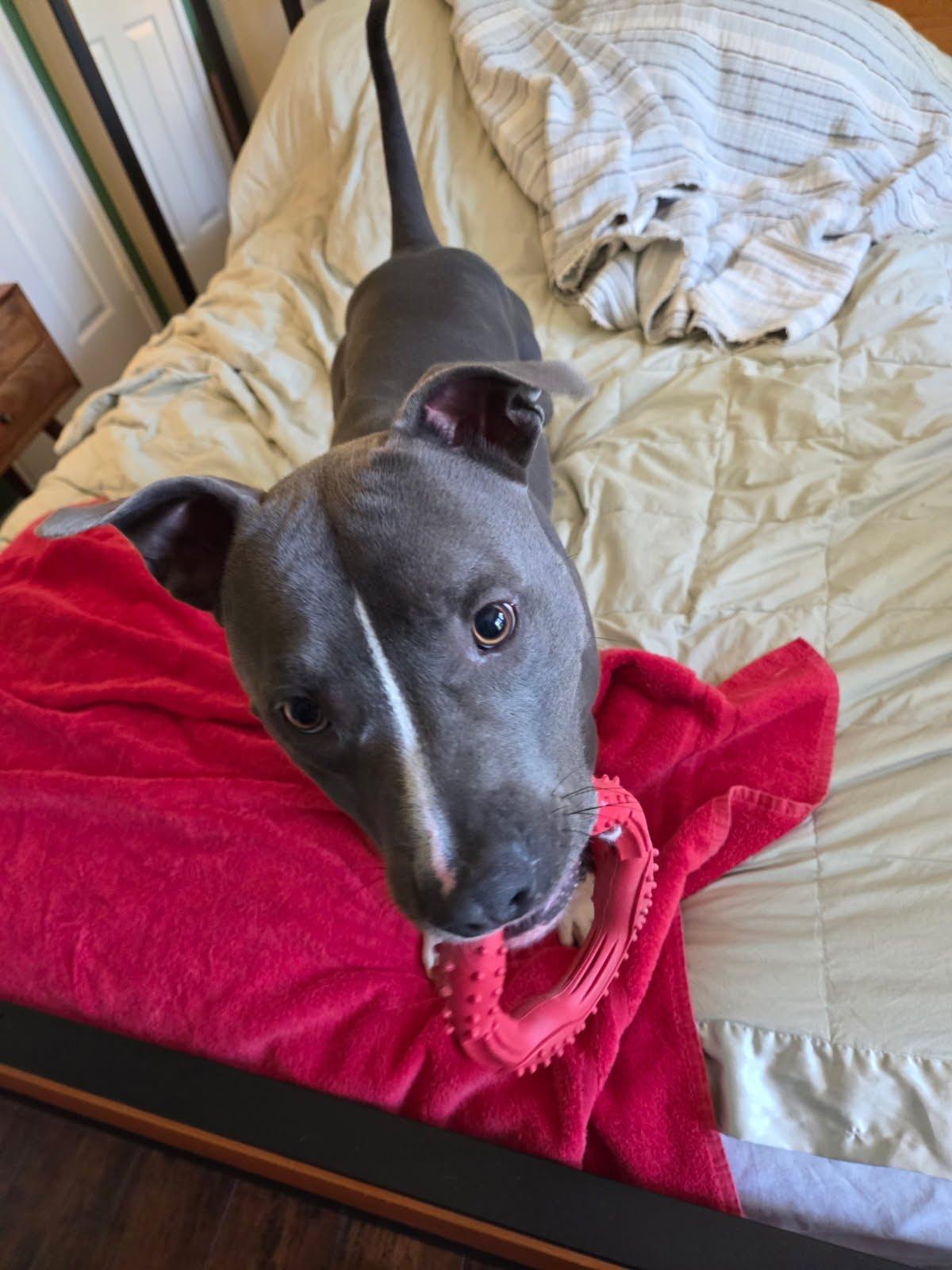 Enlarge Hercules, a Adoptable Pit Bull Terrier in Rancho Santa Margarita, CA image 4/4