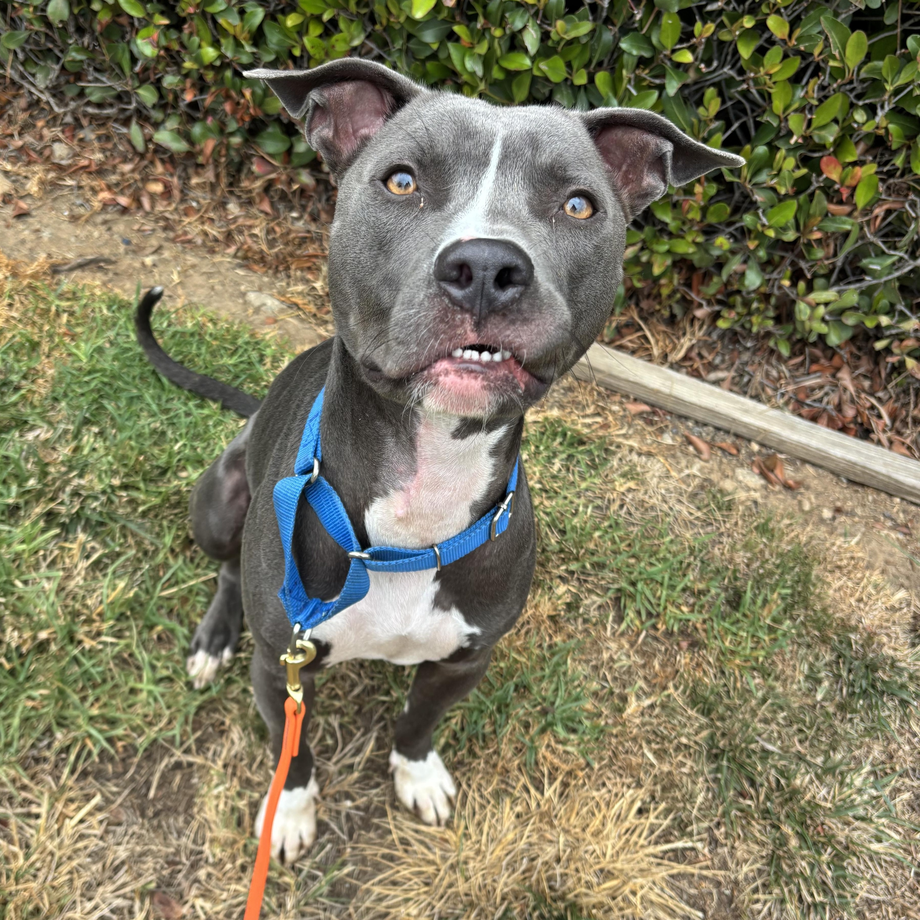 Hercules, adoptable, Young Male Pit Bull Terrier.