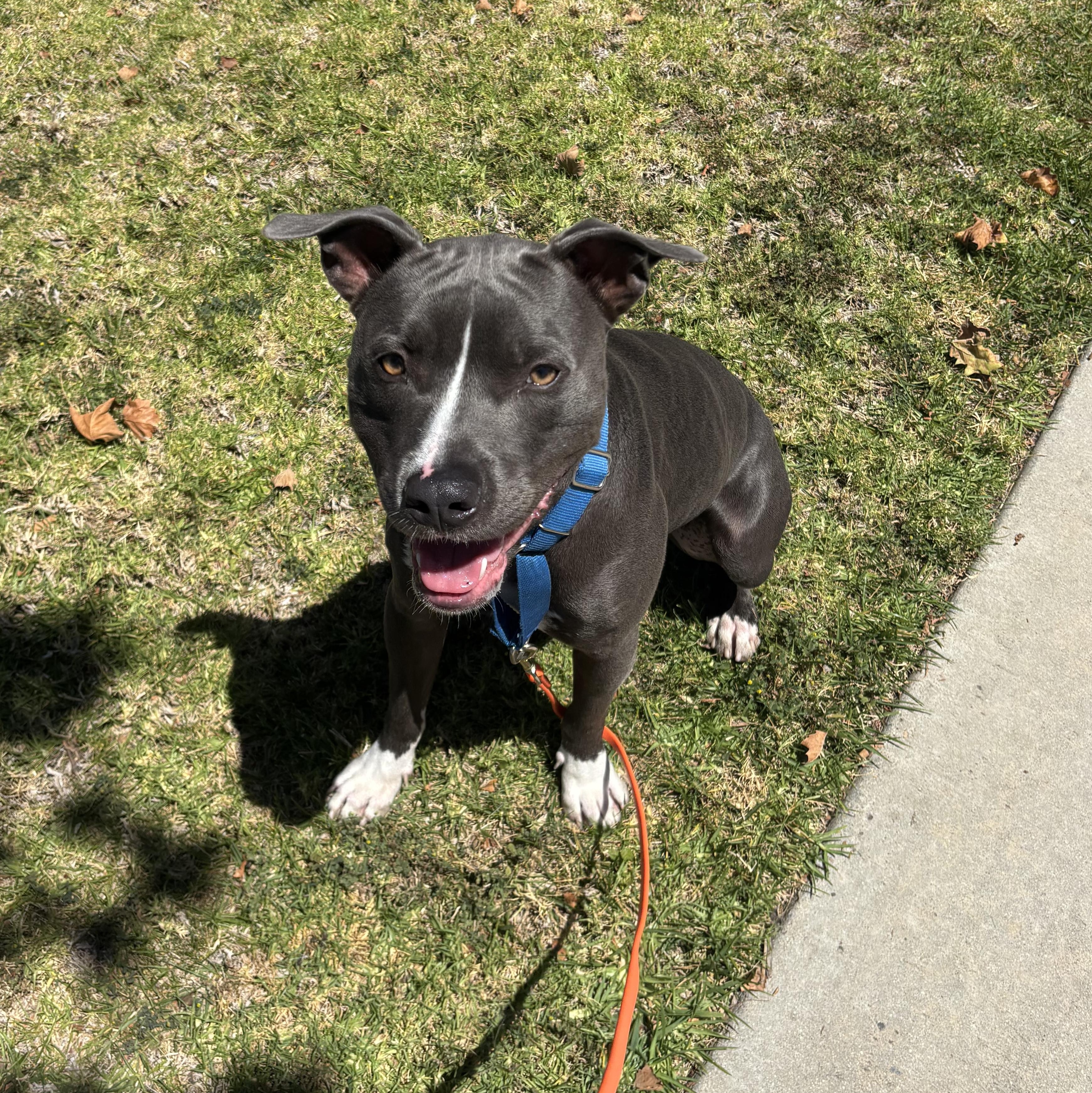 Hercules, adoptable, Young Male Pit Bull Terrier.