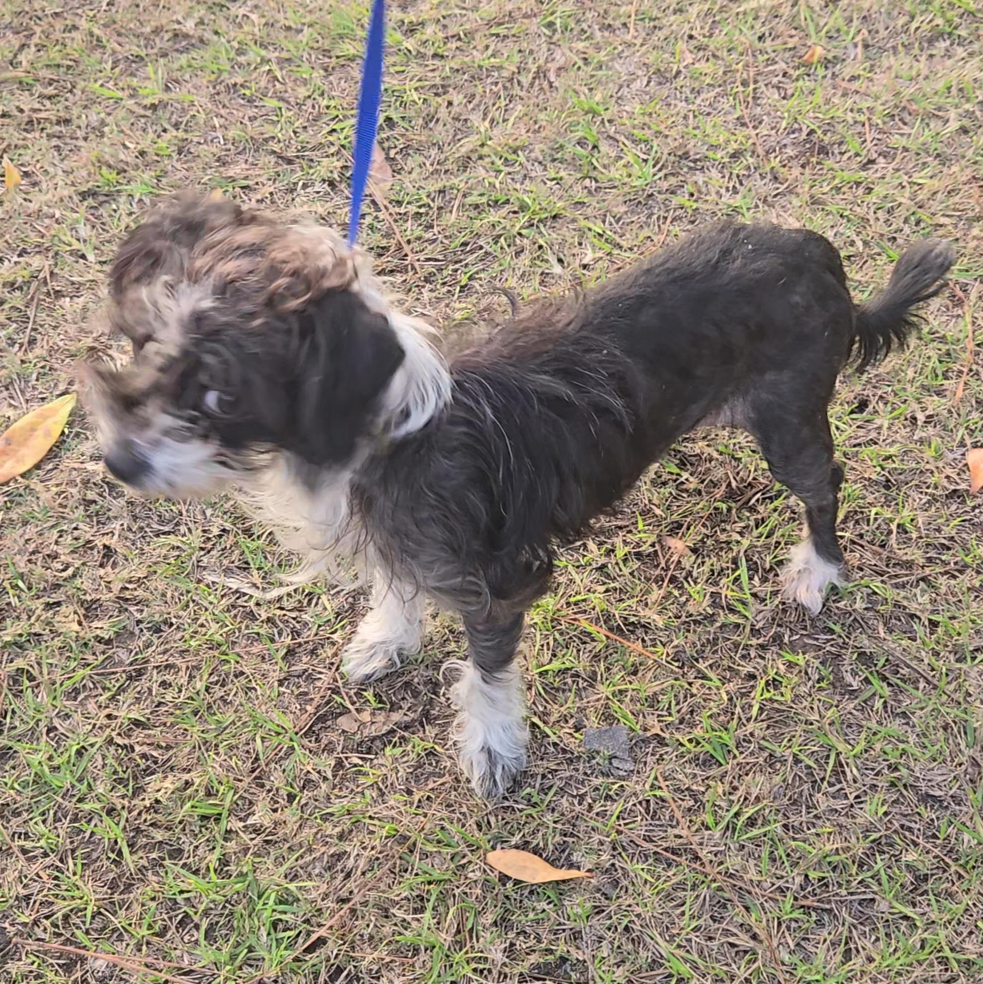 Enlarge Athena, a ADOPTABLE mixed breed in St. Cloud, FL image 2/5