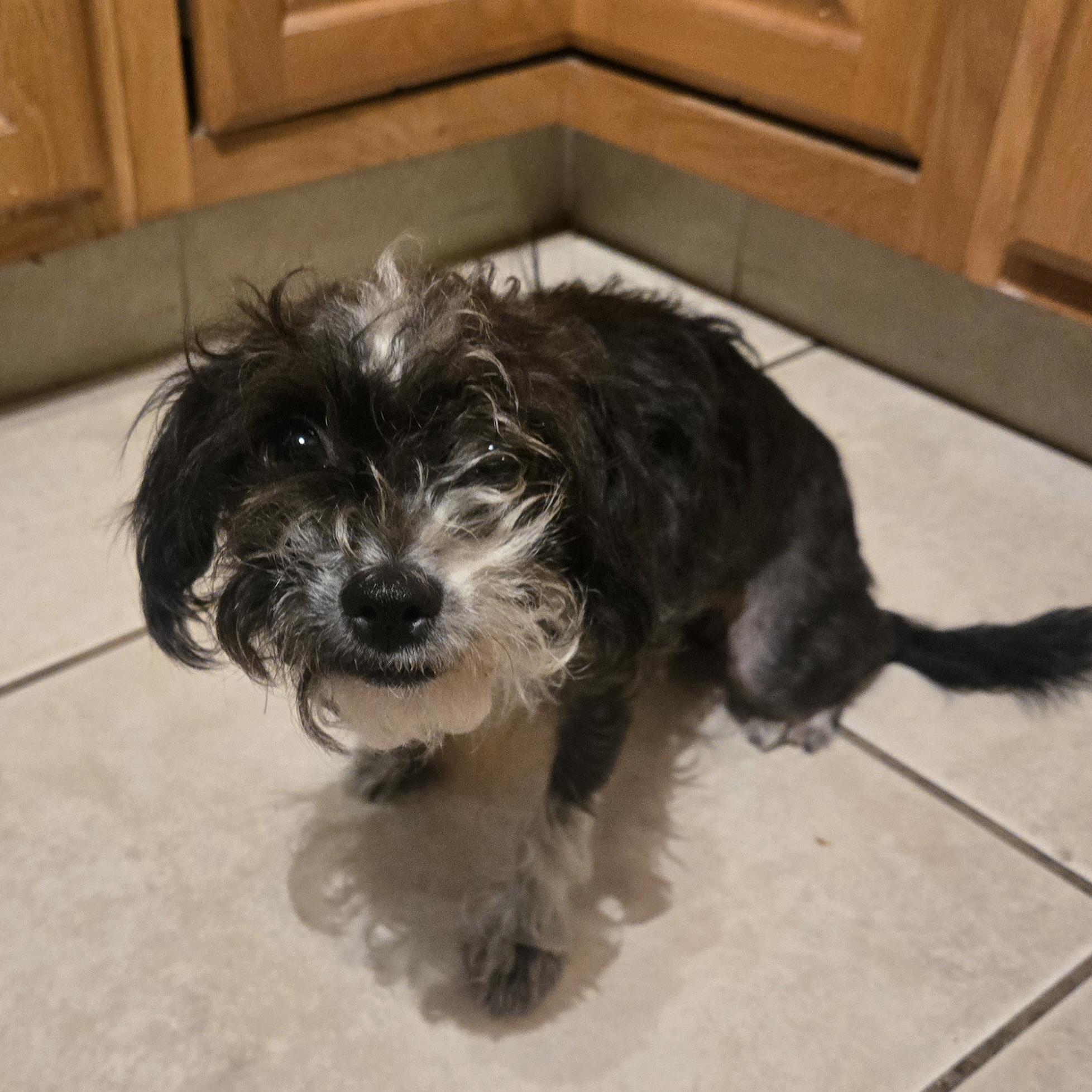 Enlarge Athena, a ADOPTABLE mixed breed in St. Cloud, FL image 4/5