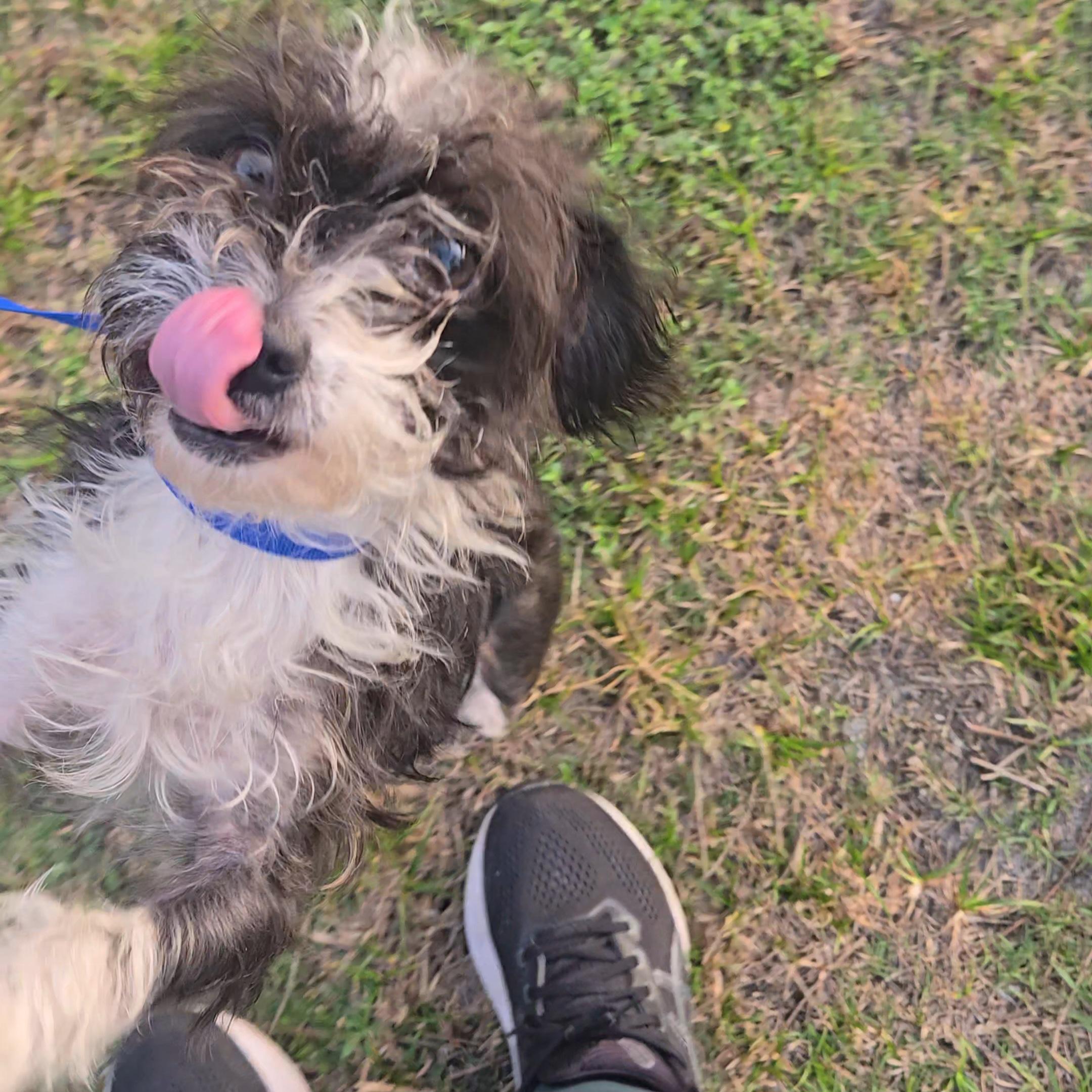 Enlarge Athena, a ADOPTABLE mixed breed in St. Cloud, FL image 1/5