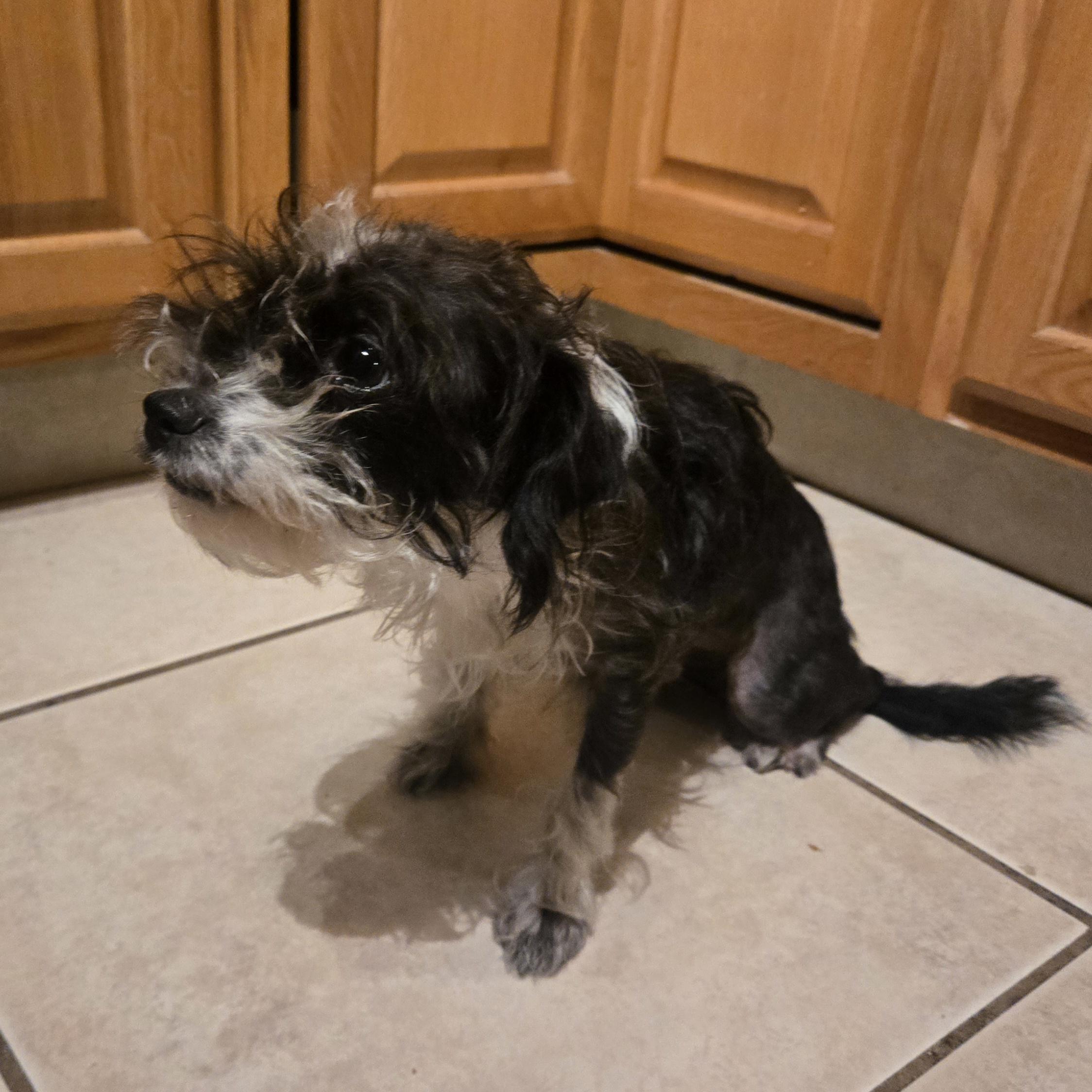 Enlarge Athena, a ADOPTABLE mixed breed in St. Cloud, FL image 3/5