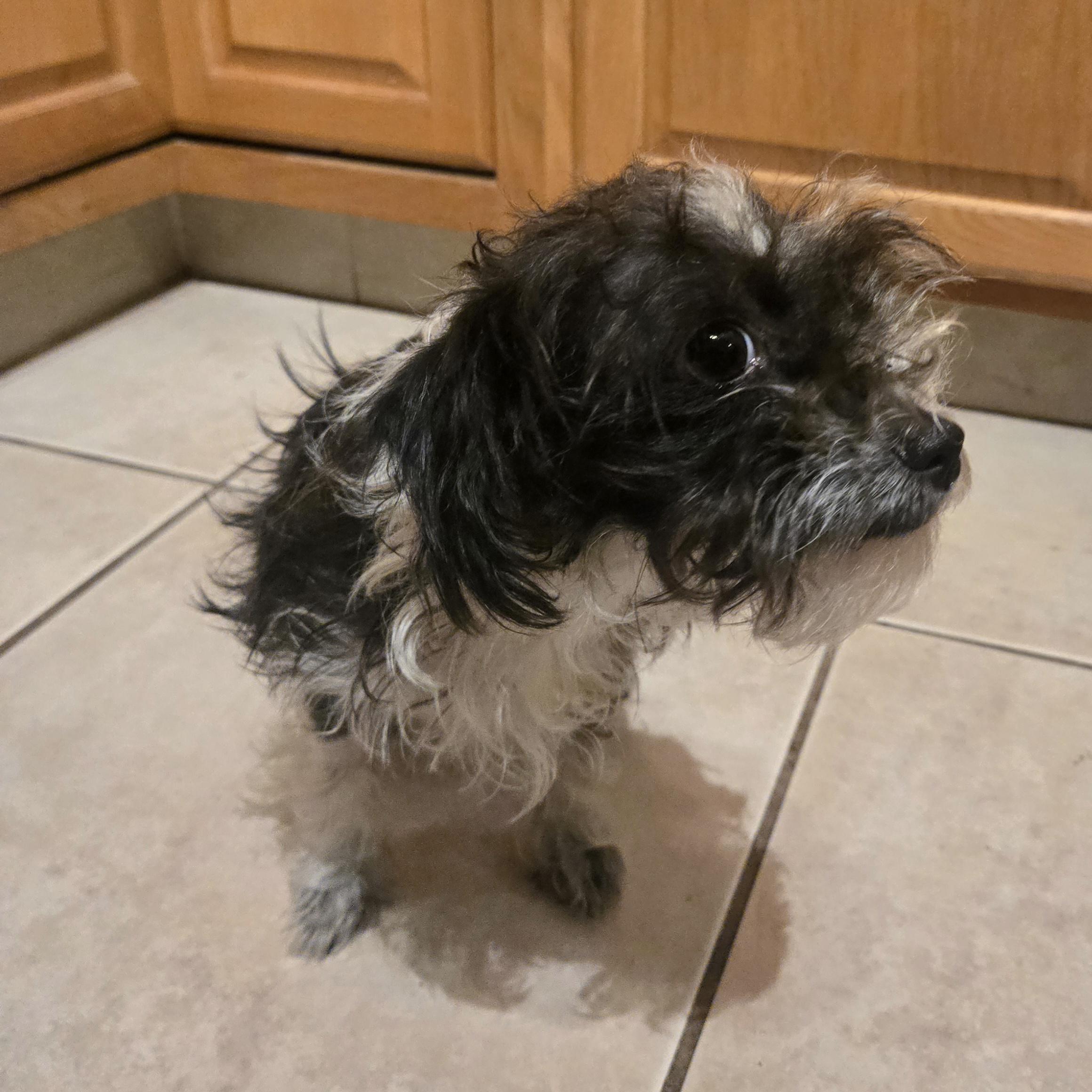 Enlarge Athena, a ADOPTABLE mixed breed in St. Cloud, FL image 5/5