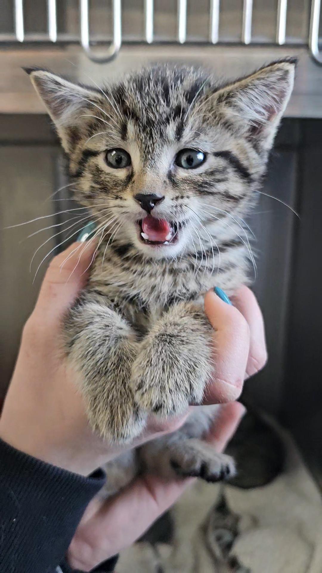 Enlarge Frosty, a ADOPTABLE American Shorthair in Pinedale, WY image 3/3