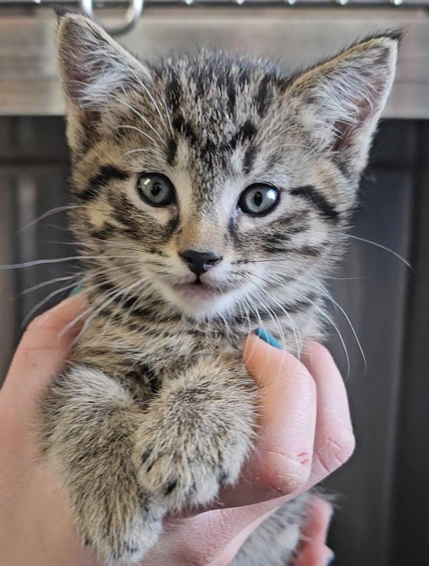 Frosty, ADOPTABLE, Kitten Male American Shorthair.