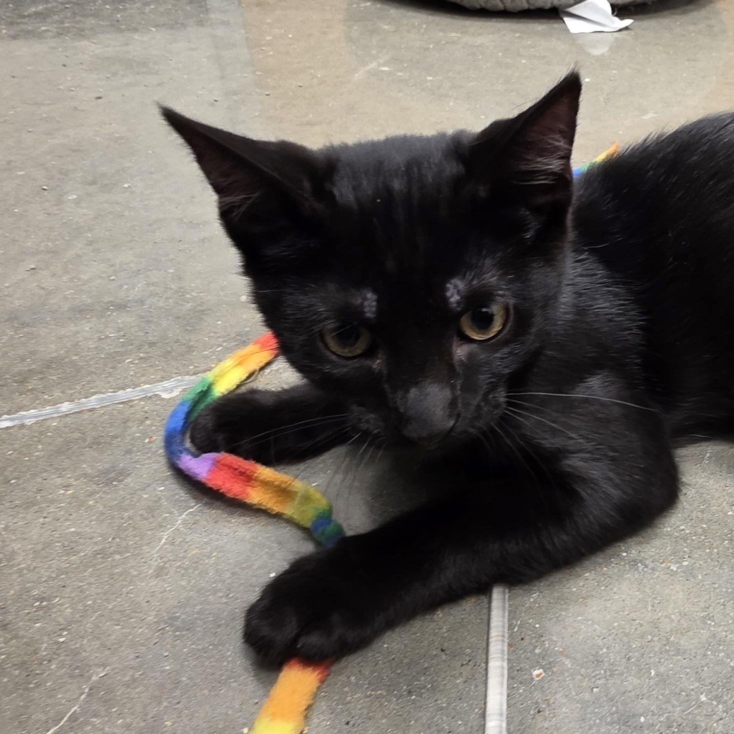 Linton, an adopted Domestic Short Hair in Taunton, MA image 4/6