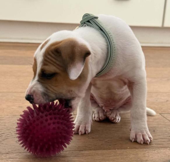 Enlarge Spot, a Adoptable mixed breed in Eutawville, SC image 3/6