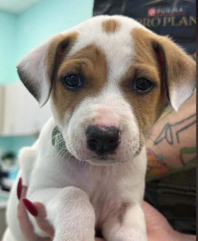 Enlarge Spot, a Adoptable mixed breed in Eutawville, SC image 2/6