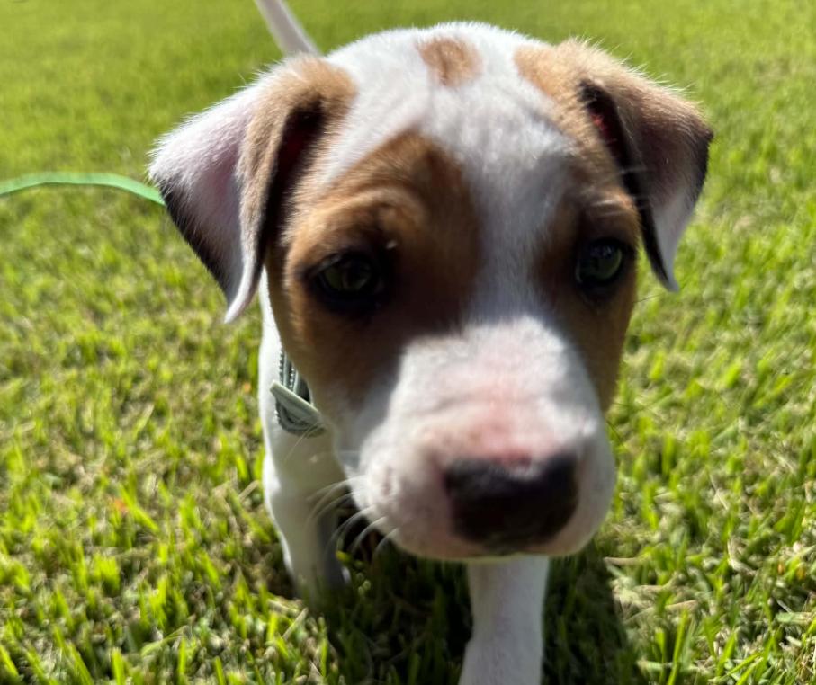 Enlarge Spot, a Adoptable mixed breed in Eutawville, SC image 6/6