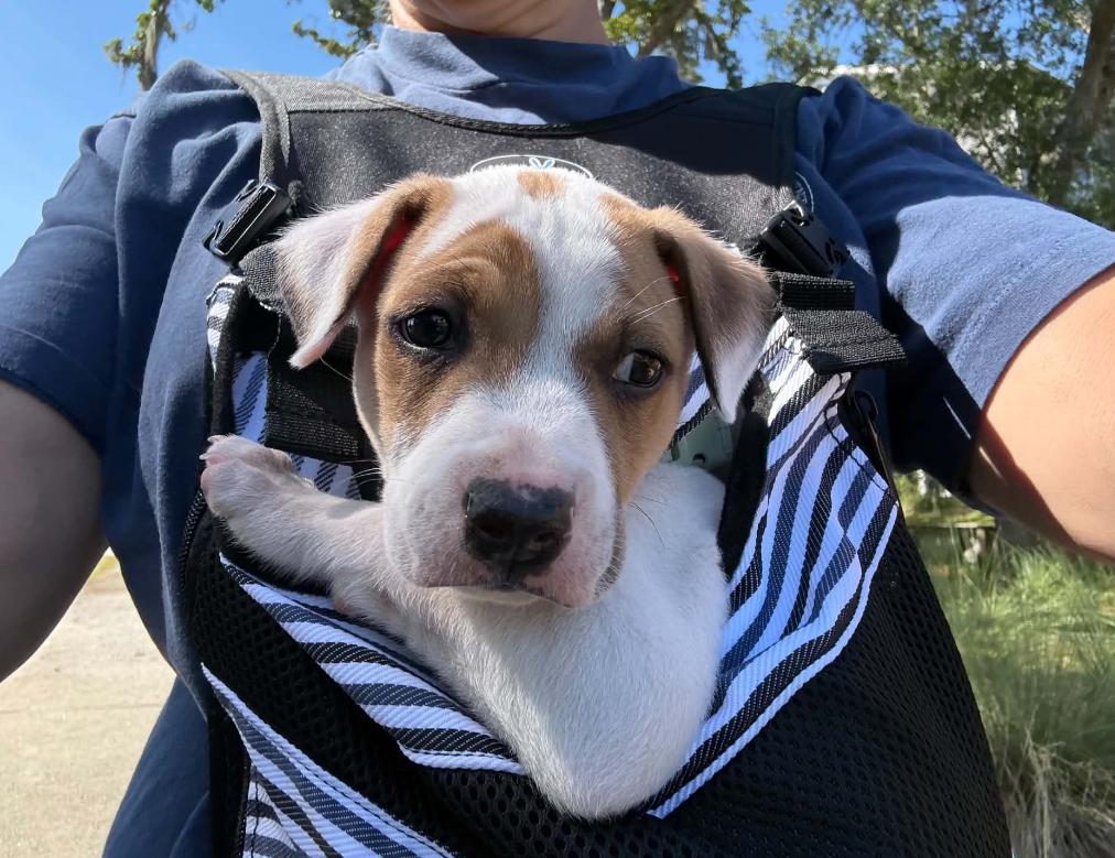 Enlarge Spot, a Adoptable mixed breed in Eutawville, SC image 5/6