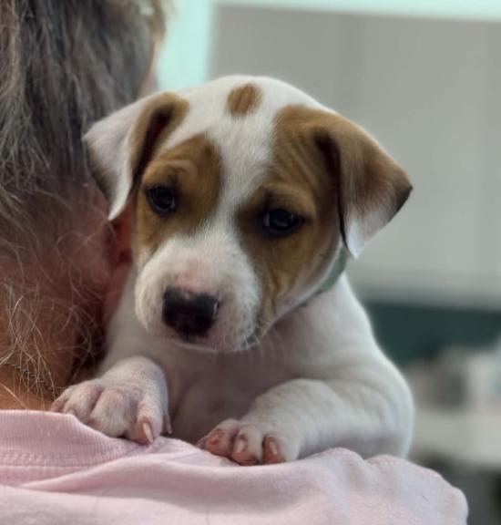 Spot, Adoptable, Puppy Male Mixed Breed.