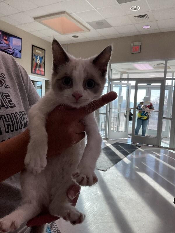 Xena, Adoptable, Young Female Domestic Short Hair.