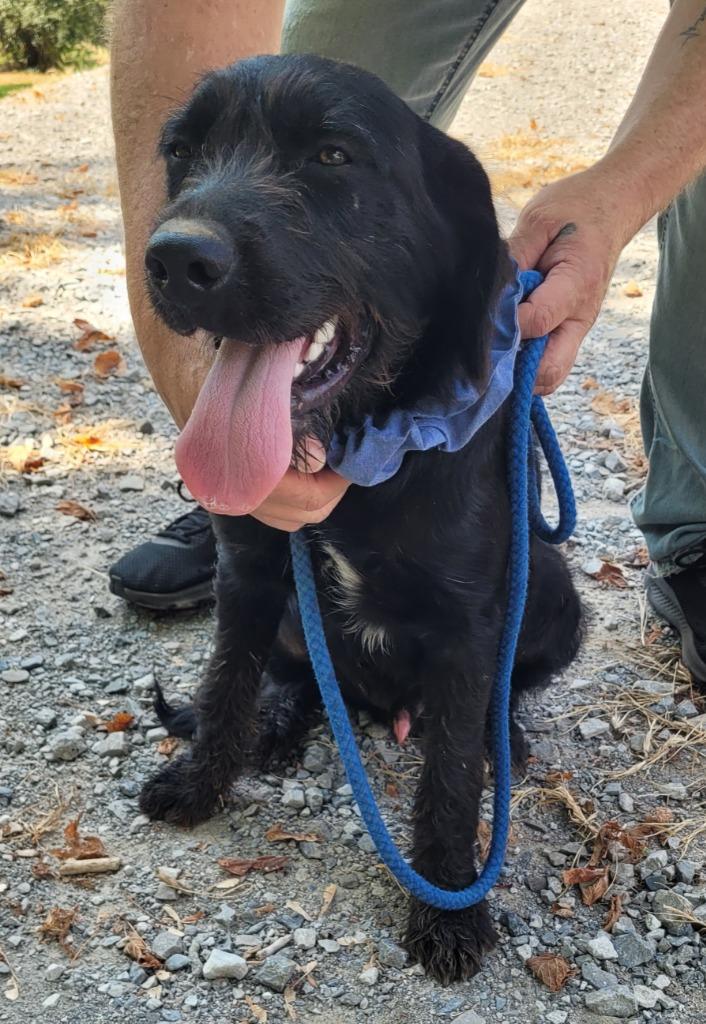 Leo 2, Adoptable, Puppy Male Mountain Cur & Poodle.