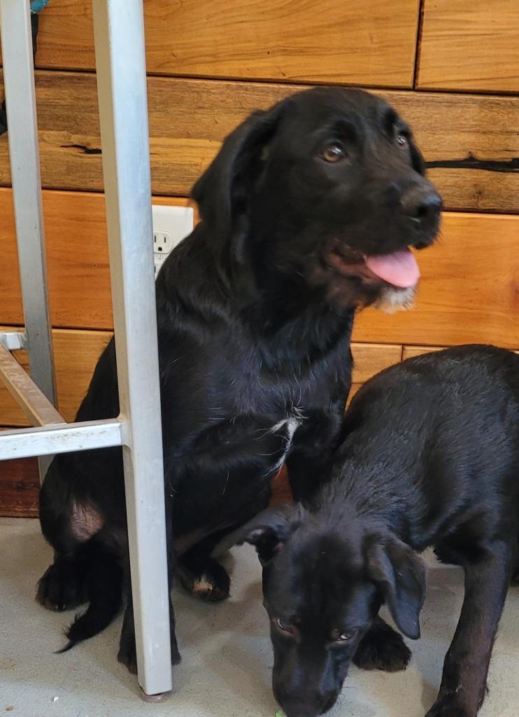 Enlarge Leo 2, a Adoptable mixed breed in Lawrenceburg, TN image 2/2