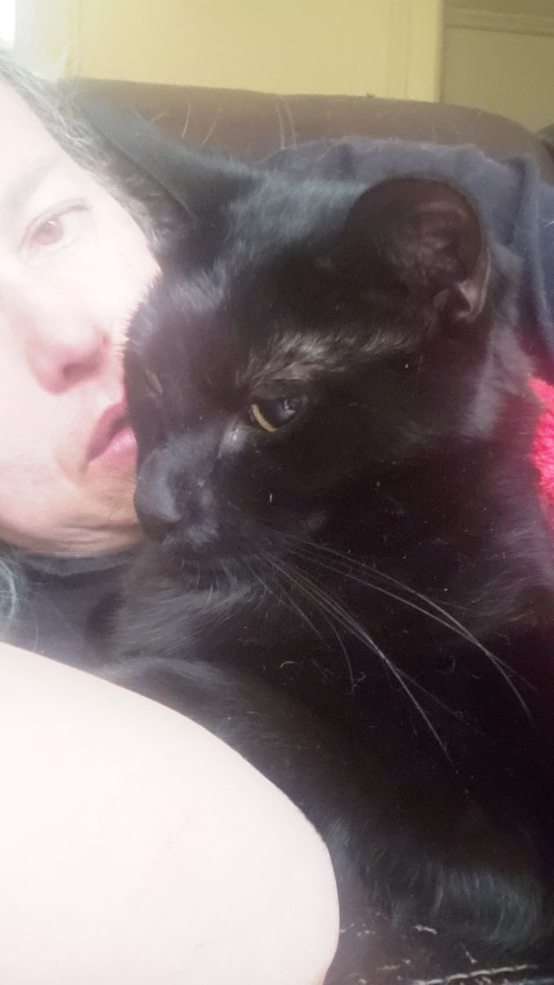 Milo, a Adoptable mixed breed in Houston, TX image 1/6