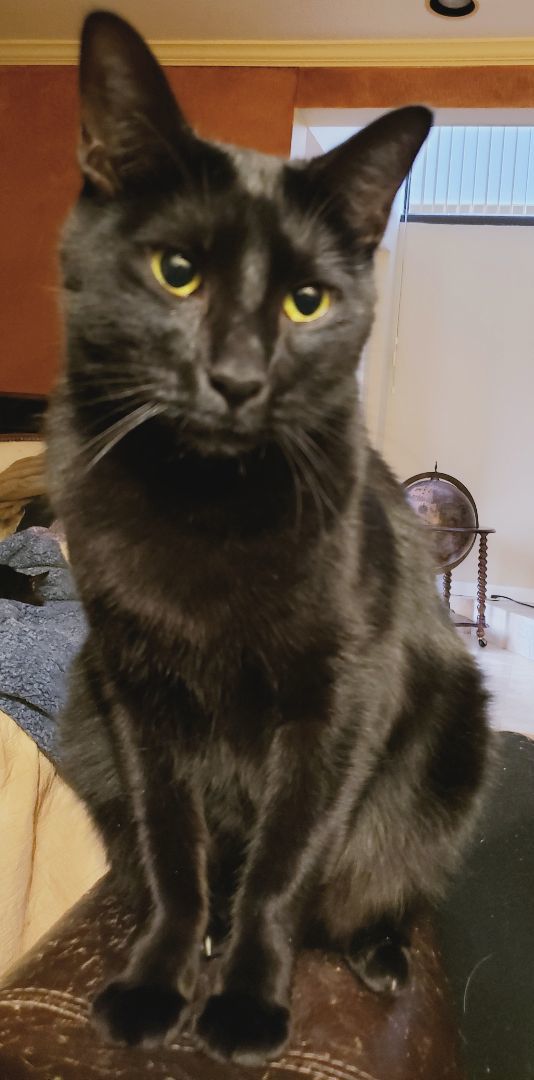 Milo, a Adoptable mixed breed in Houston, TX image 2/6