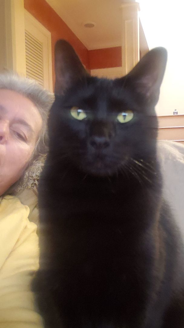 Milo, a Adoptable mixed breed in Houston, TX image 3/6