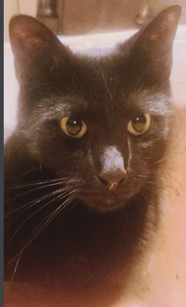 Milo, a Adoptable mixed breed in Houston, TX image 4/6