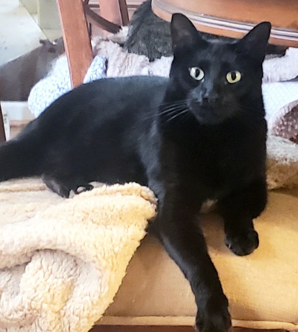 Milo, a Adoptable mixed breed in Houston, TX image 5/6