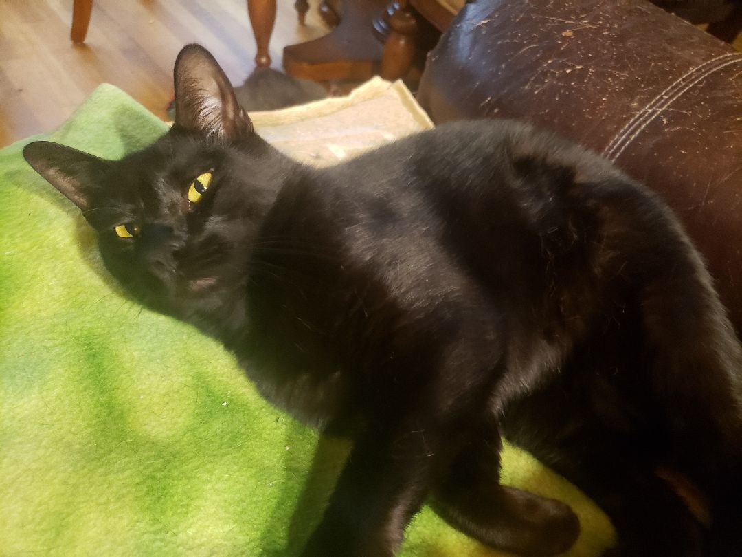 Milo, a Adoptable mixed breed in Houston, TX image 6/6